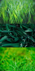 Vertical triptych of three different varieties of grass showing what you get when you buy Evolution Seed