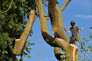 Tree Removal in Smithville Sometimes Can’t be Avoided